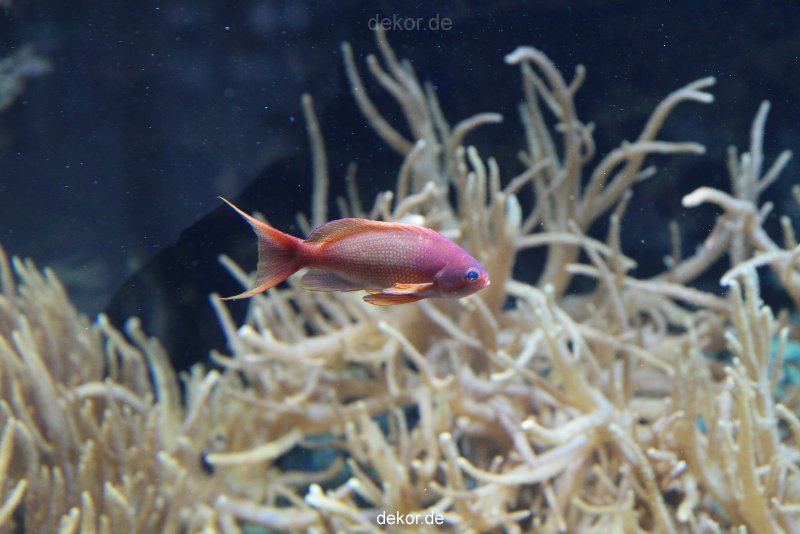 zoo-bochum-zoo-2015-03-28-260