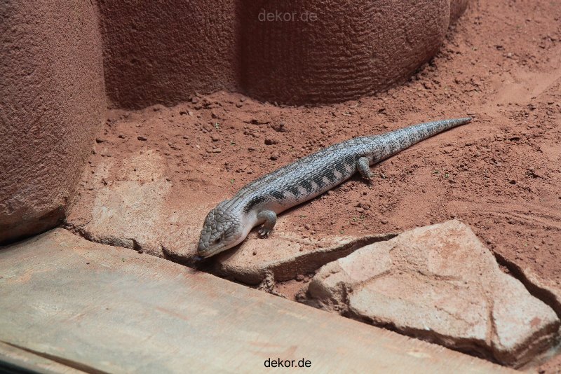 zoo-bochum-zoo-2015-03-28-277