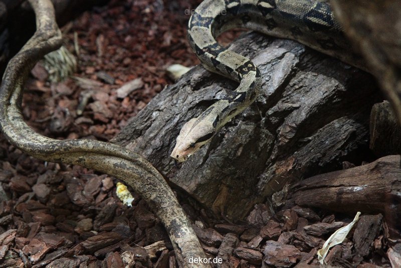 zoo-bochum-zoo-2015-03-28-285