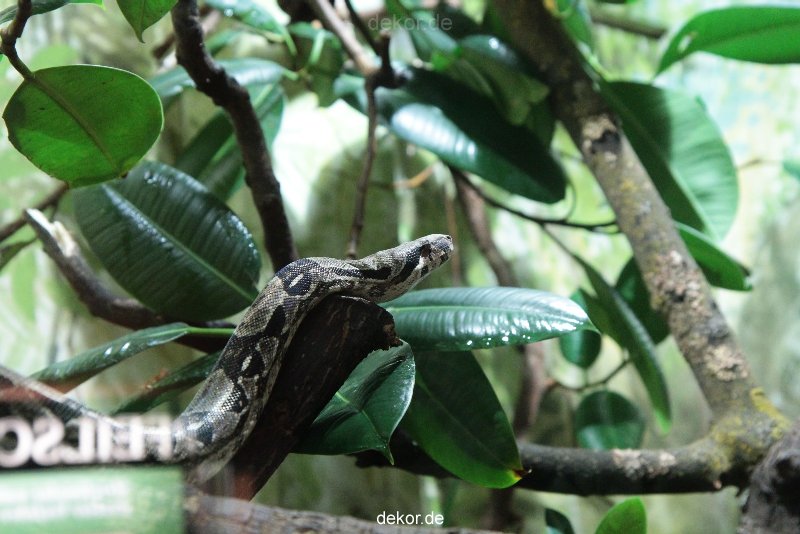 zoo-bochum-zoo-2015-03-28-287