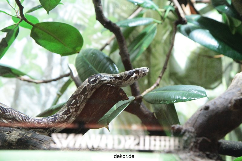 zoo-bochum-zoo-2015-03-28-289