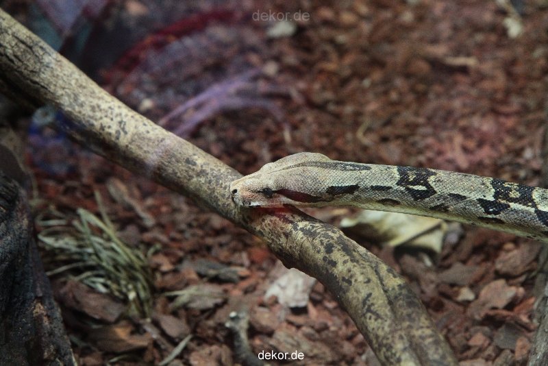 zoo-bochum-zoo-2015-03-28-294