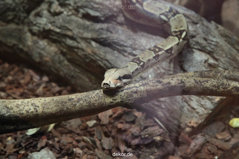 zoo-bochum-zoo-2015-03-28-295