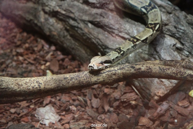 zoo-bochum-zoo-2015-03-28-297