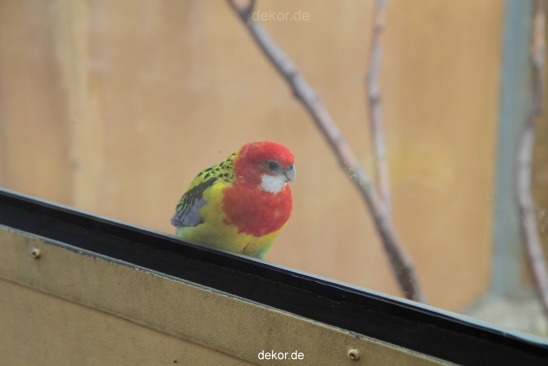 zoo-bochum-zoo-2015-03-28-299