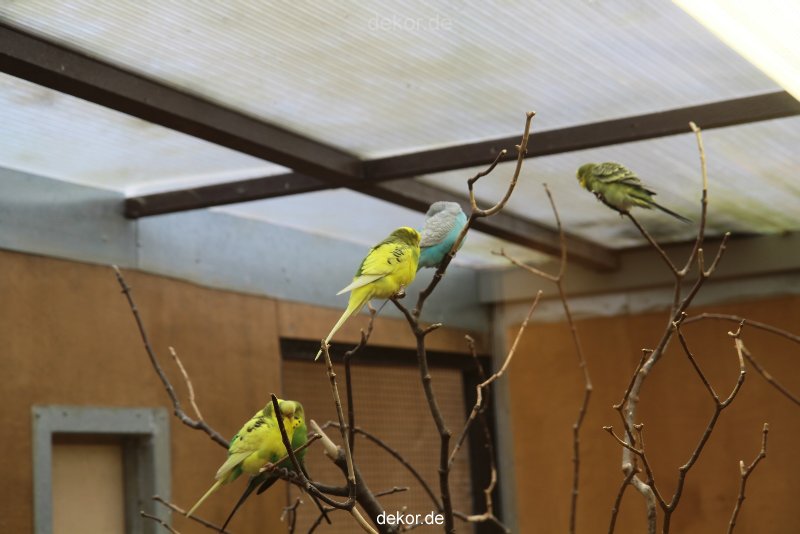zoo-bochum-zoo-2015-03-28-301