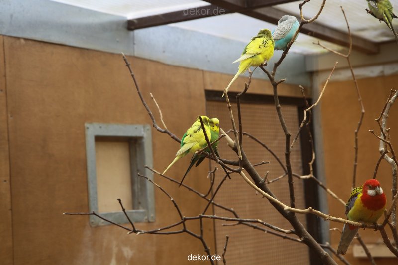 zoo-bochum-zoo-2015-03-28-303