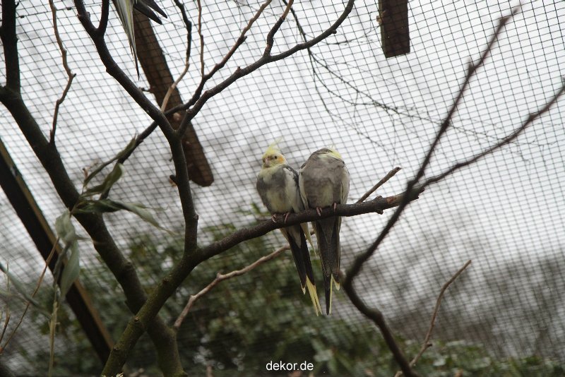 zoo-bochum-zoo-2015-03-28-314