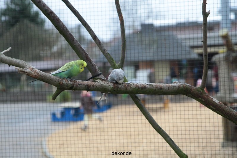 zoo-bochum-zoo-2015-03-28-323