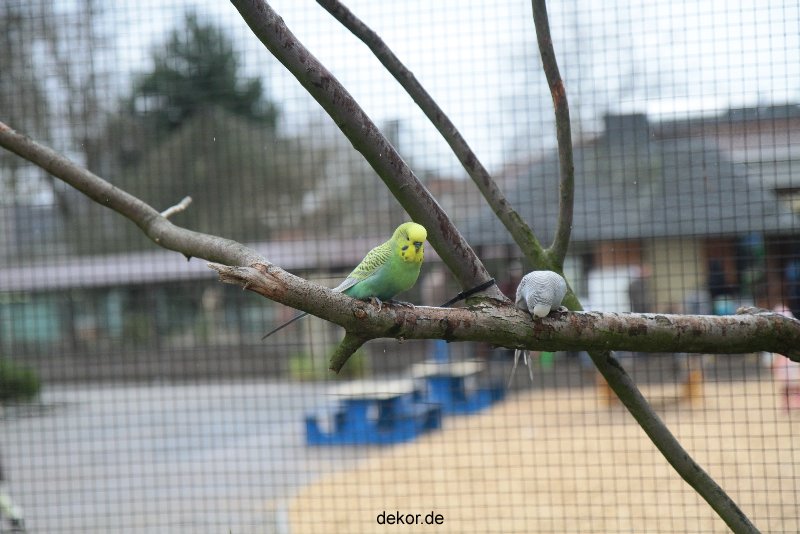 zoo-bochum-zoo-2015-03-28-324
