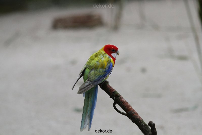zoo-bochum-zoo-2015-03-28-332