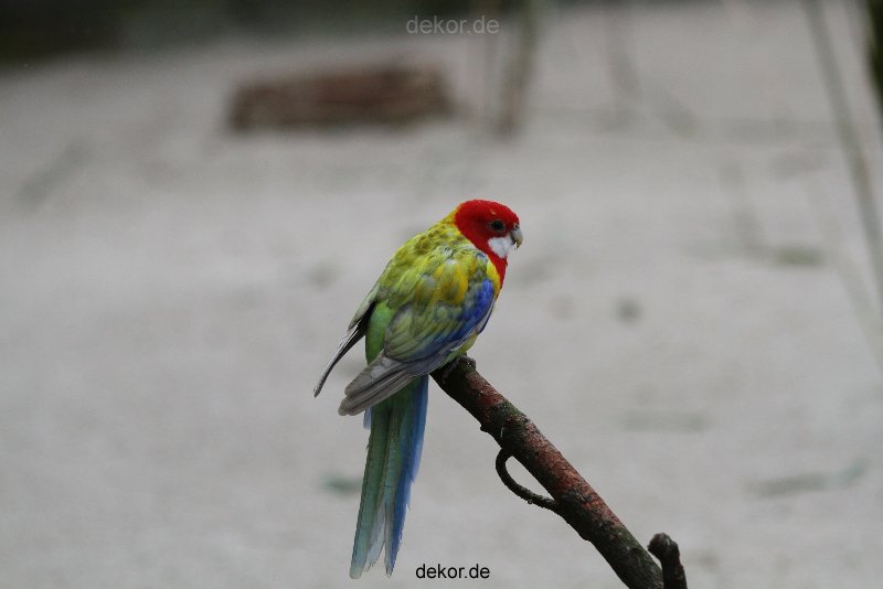 zoo-bochum-zoo-2015-03-28-333