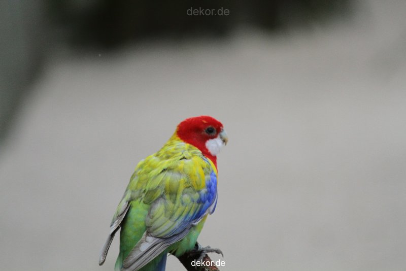 zoo-bochum-zoo-2015-03-28-335