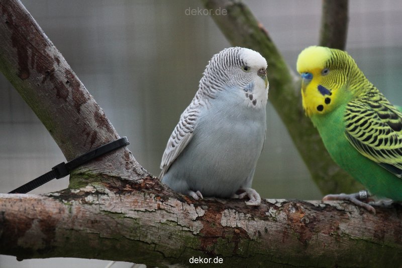 zoo-bochum-zoo-2015-03-28-339