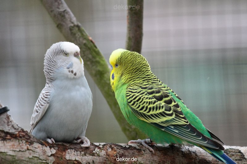 zoo-bochum-zoo-2015-03-28-340