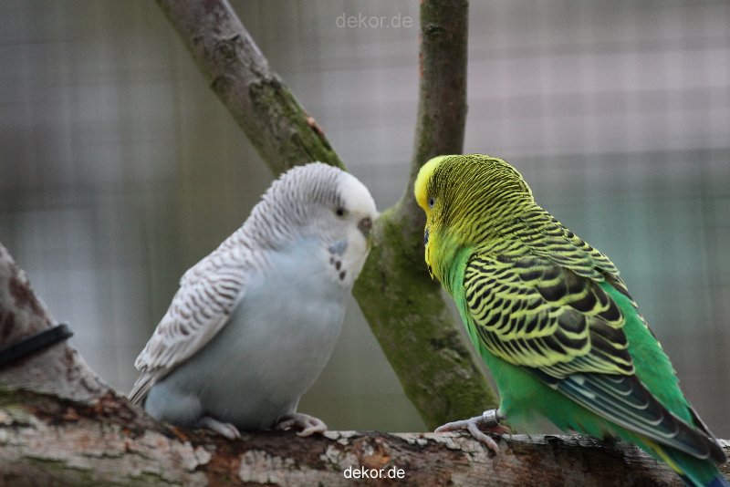 zoo-bochum-zoo-2015-03-28-341