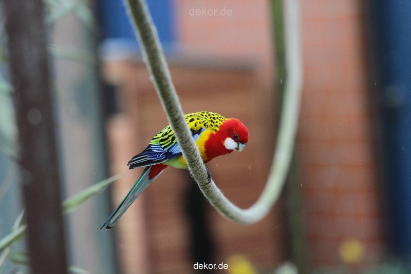 zoo-bochum-zoo-2015-03-28-346