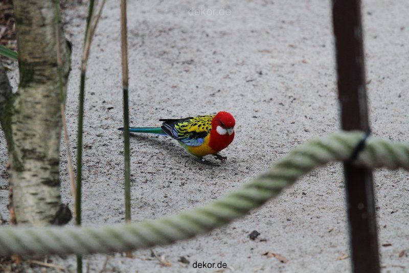 zoo-bochum-zoo-2015-03-28-351