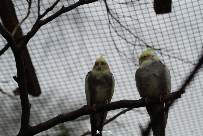 zoo-bochum-zoo-2015-03-28-352