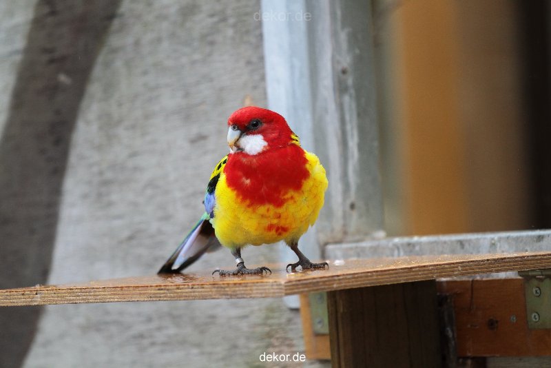 zoo-bochum-zoo-2015-03-28-354
