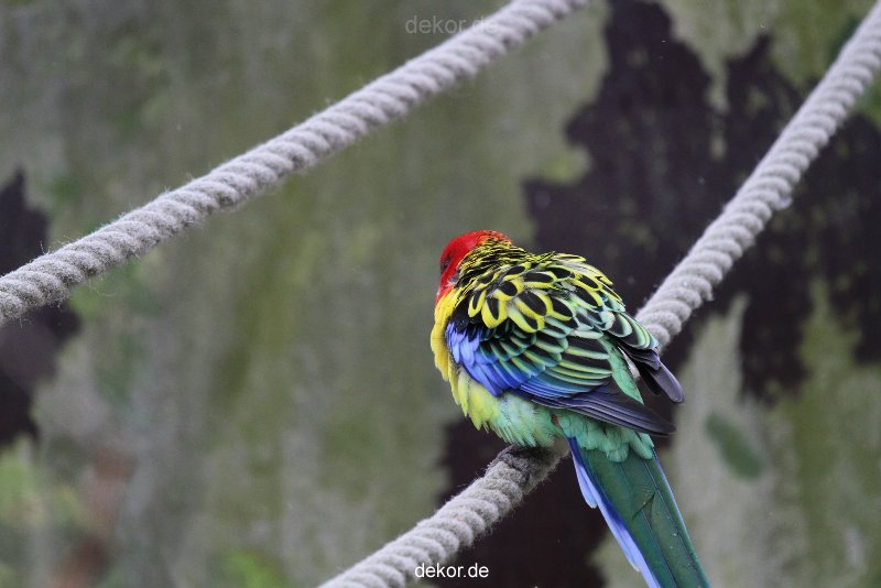 zoo-bochum-zoo-2015-03-28-358