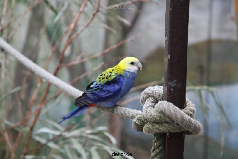 zoo-bochum-zoo-2015-03-28-365