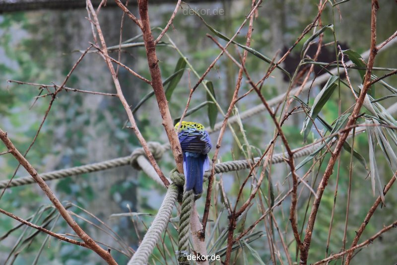 zoo-bochum-zoo-2015-03-28-451