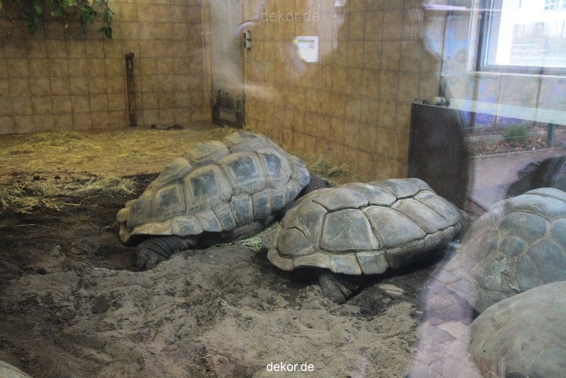 zoo-bochum-zoo-2015-03-28-473
