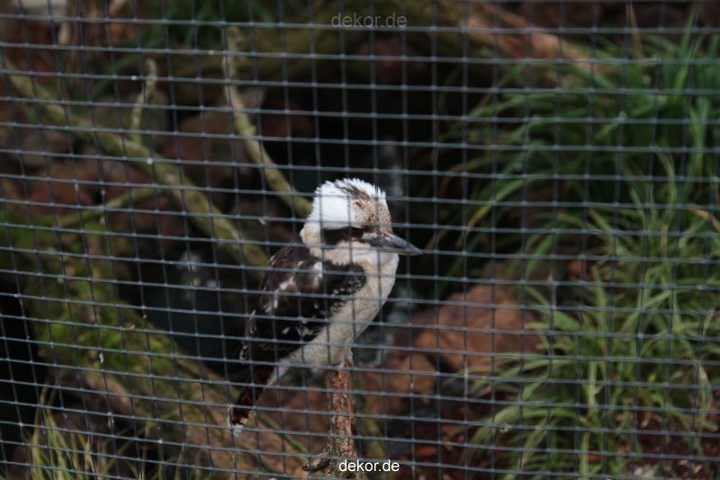 zoo-bochum-zoo-2015-03-28-476