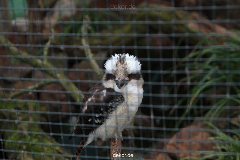 zoo-bochum-zoo-2015-03-28-478