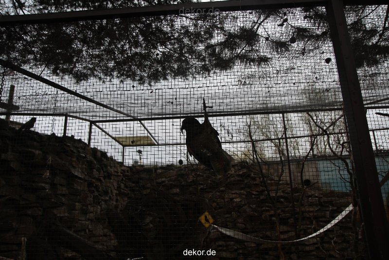 zoo-bochum-zoo-2015-03-28-479