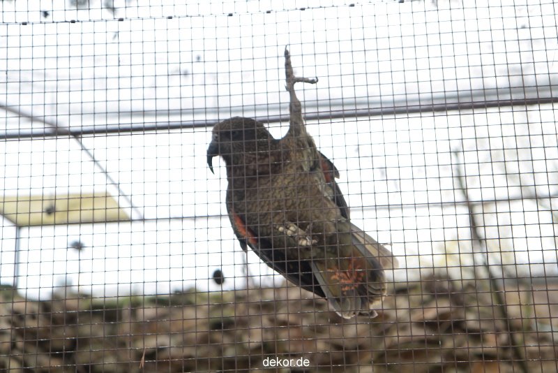 zoo-bochum-zoo-2015-03-28-480