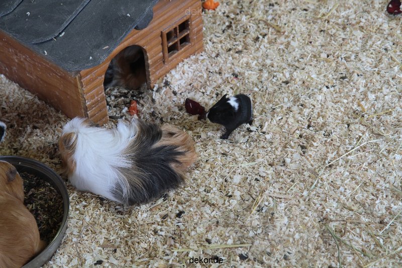 zoo-bochum-zoo-2015-03-28-492