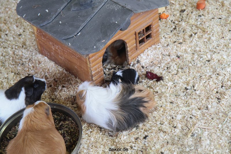 zoo-bochum-zoo-2015-03-28-494