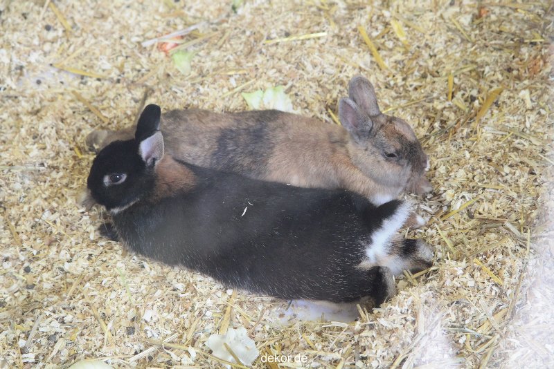zoo-bochum-zoo-2015-03-28-498