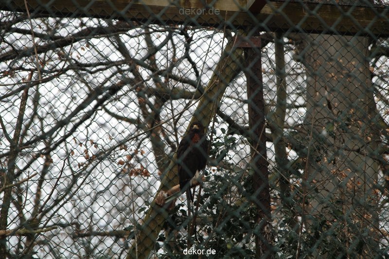 zoo-bochum-zoo-2015-03-28-501