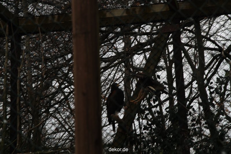 zoo-bochum-zoo-2015-03-28-503