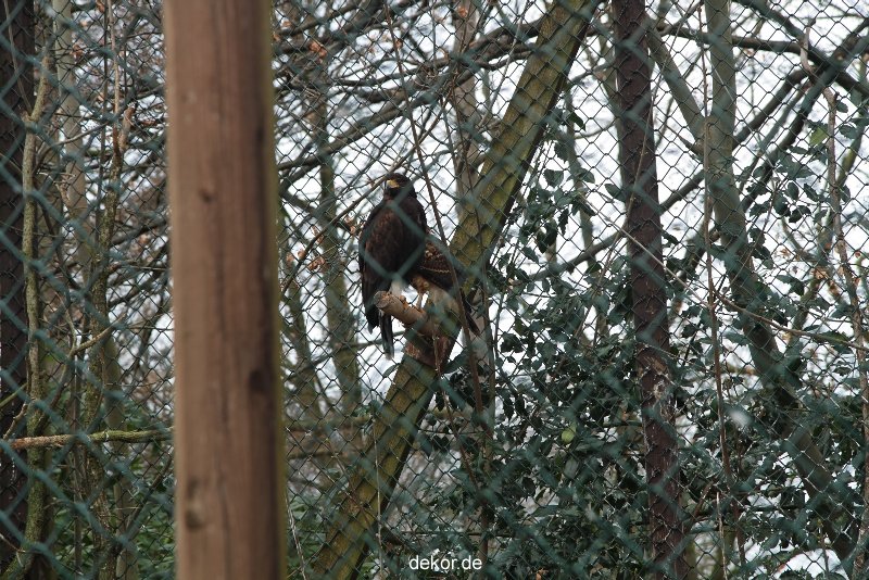 zoo-bochum-zoo-2015-03-28-504
