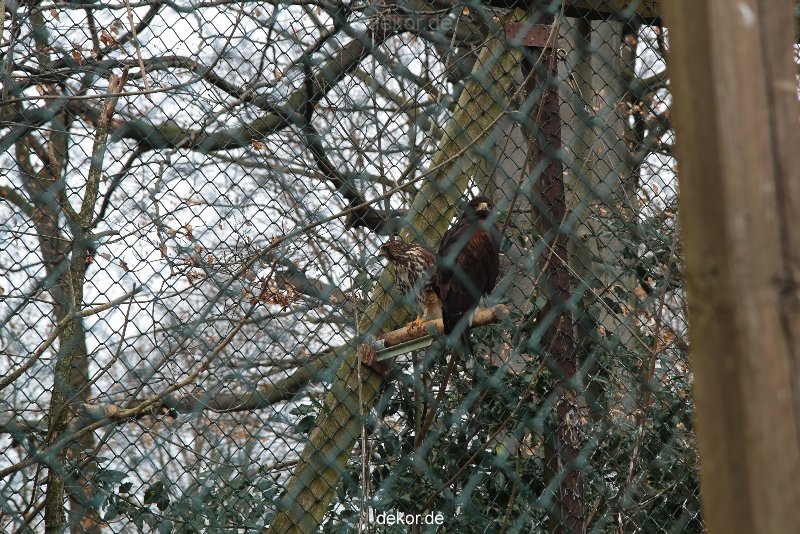 zoo-bochum-zoo-2015-03-28-506