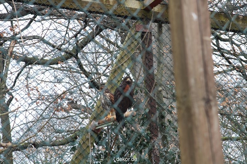zoo-bochum-zoo-2015-03-28-508