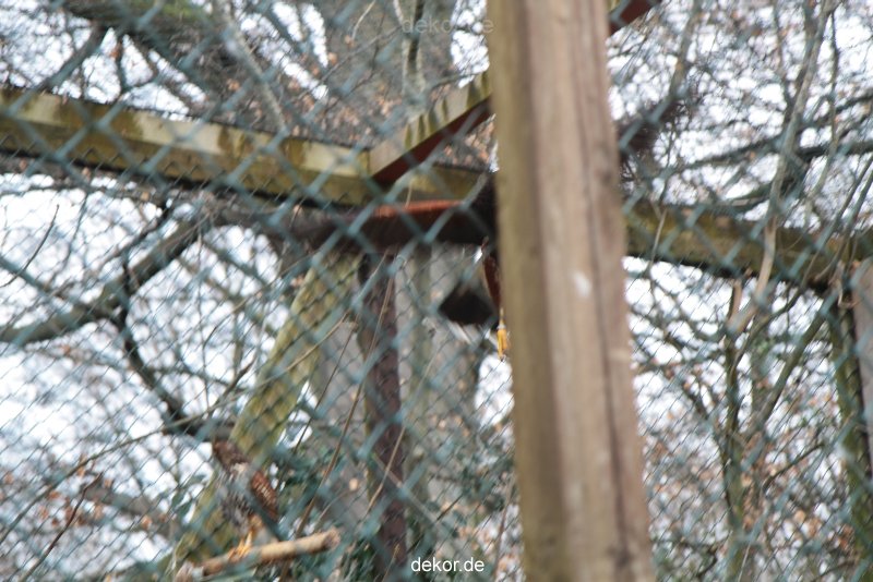 zoo-bochum-zoo-2015-03-28-510