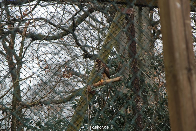zoo-bochum-zoo-2015-03-28-511