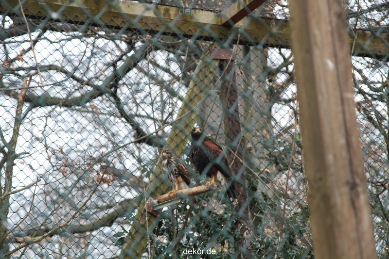 zoo-bochum-zoo-2015-03-28-513