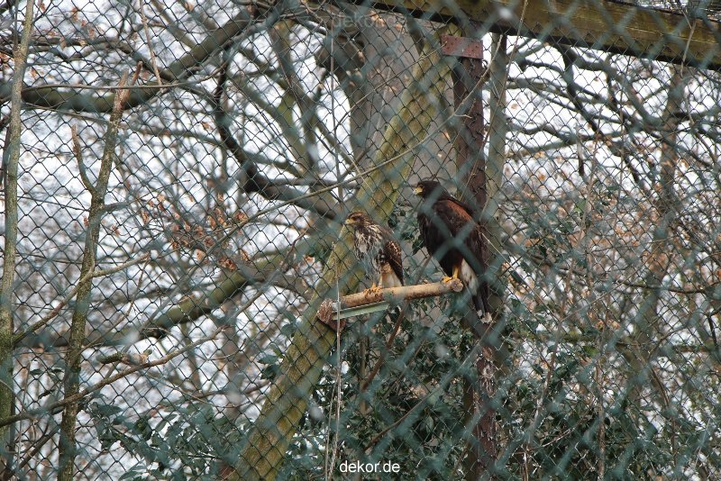 zoo-bochum-zoo-2015-03-28-515