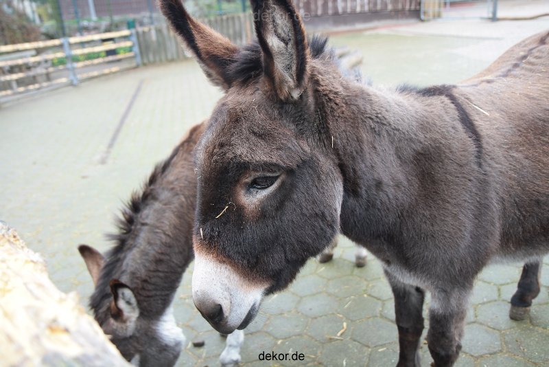 zoo-bochum-zoo-2015-03-28-516