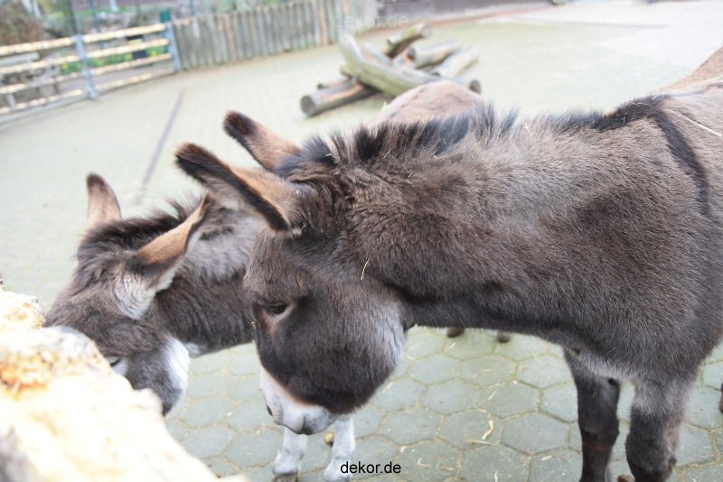zoo-bochum-zoo-2015-03-28-517