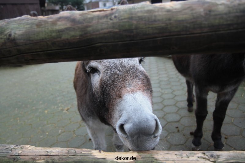 zoo-bochum-zoo-2015-03-28-519
