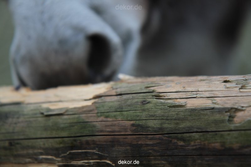 zoo-bochum-zoo-2015-03-28-522