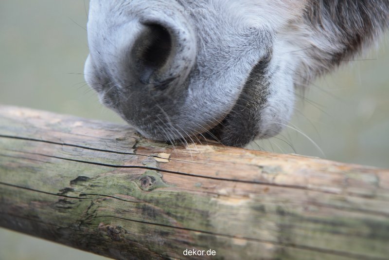 zoo-bochum-zoo-2015-03-28-526