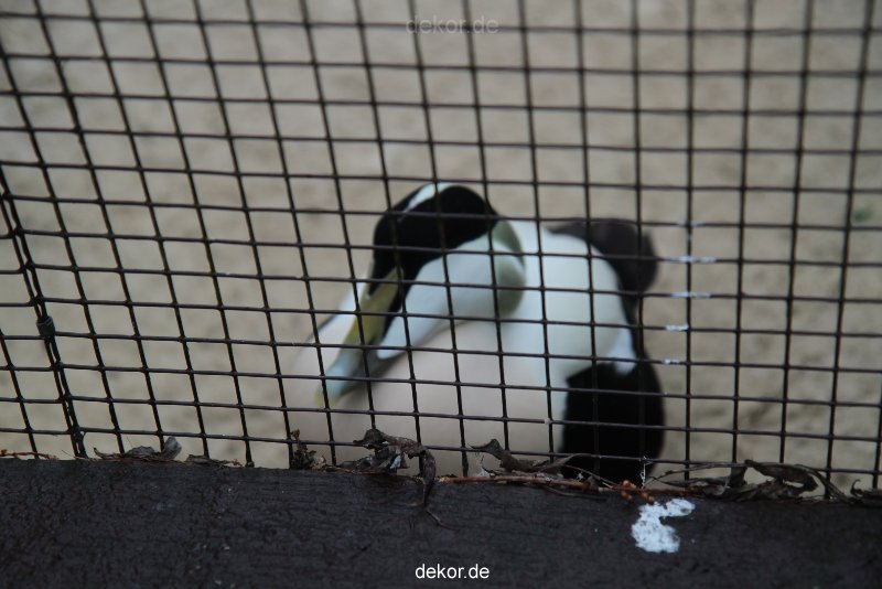 zoo-bochum-zoo-2015-03-28-527